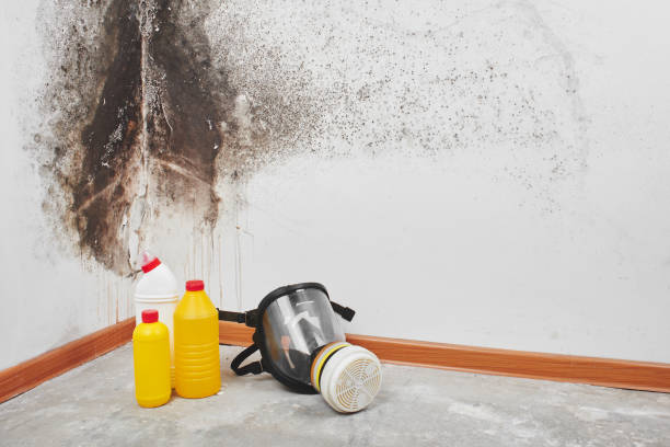 Best Residential Mold Remediation in Soquel, CA