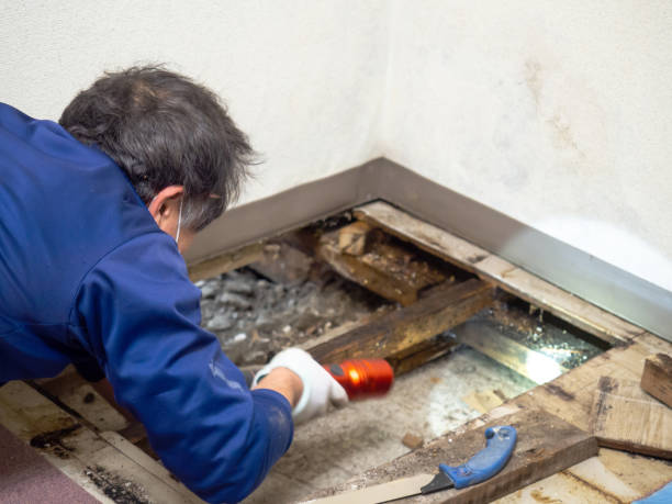 Best Mold Remediation for Schools in Soquel, CA