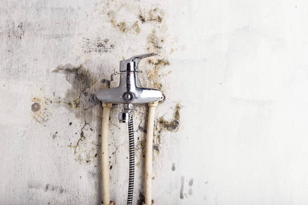 Best Basement Mold Remediation in Soquel, CA