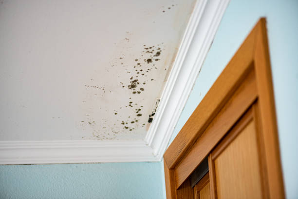 Best Emergency Mold Remediation in Soquel, CA