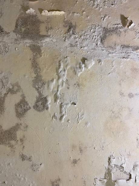 Best Preventive Mold Services in Soquel, CA