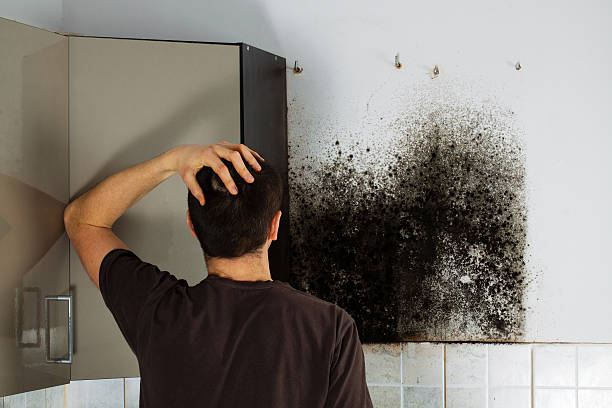 Best Post-Flood Mold Remediation in Soquel, CA