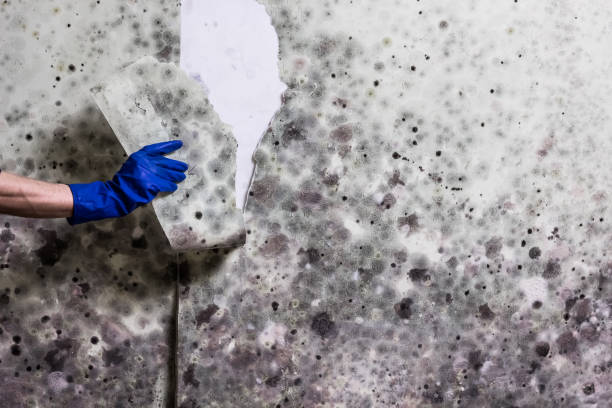 Best Attic Mold Remediation in Soquel, CA